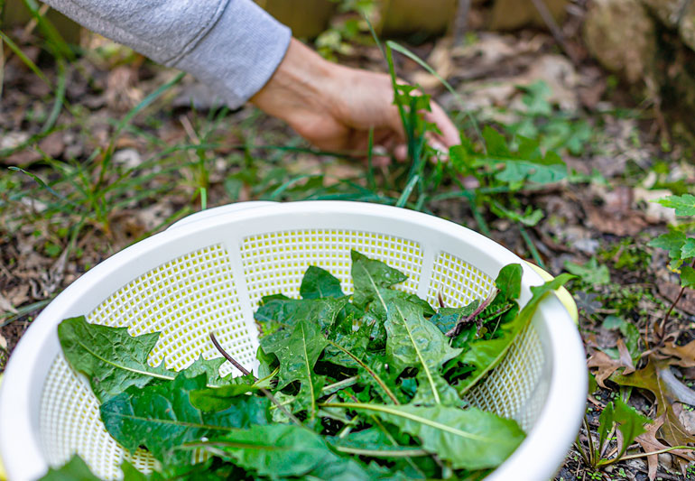 Foraging 101: What to Eat (and Avoid)