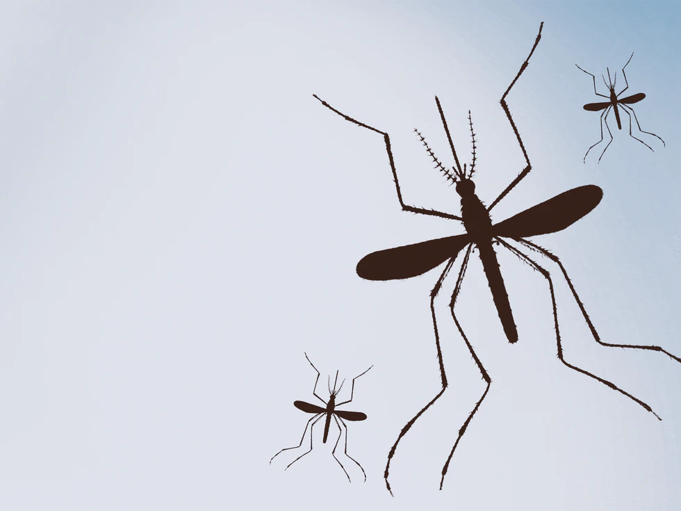 West Nile infected mosquitos found in Fulton County