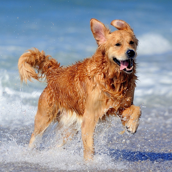 How to Exercise Dogs in Hot Weather: Safety Tips from LI Dog Trainer