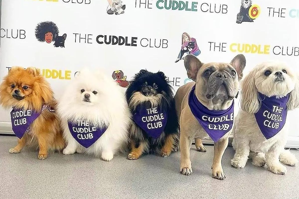 There will be free cuddles with the cutest dogs on offer at Victoria Gate in Leeds this Sunday