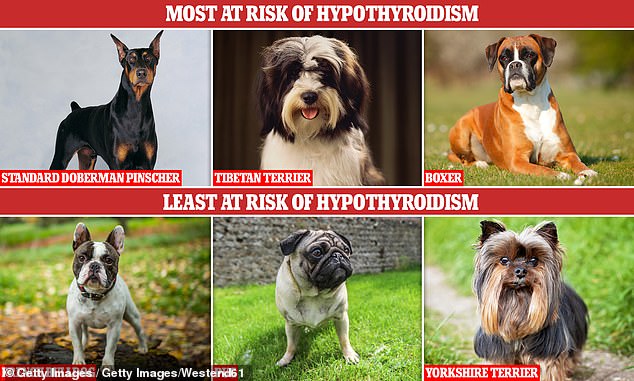 Researchers from the Royal Veterinary College have revealed that the Doberman is the breed with the highest risk of hypothyroidism ¿ a hormonal disorder that can cause weight gain, lethargy, and hair loss