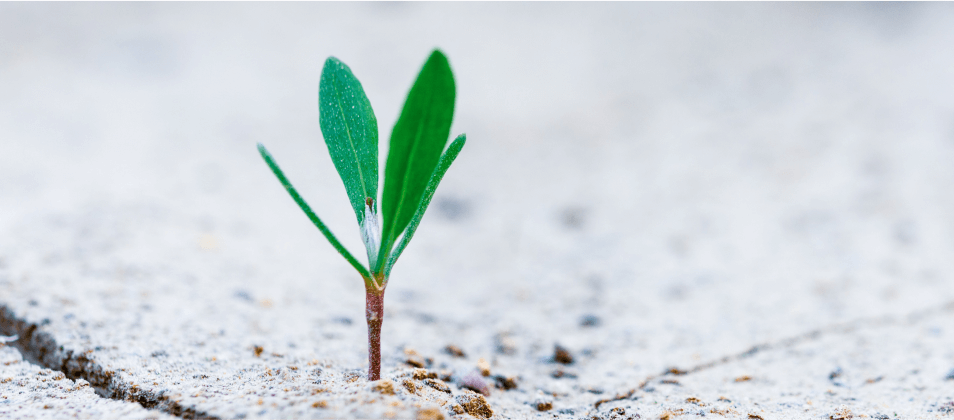 A plant growing - Funding 101: Everything you need to know about business term loans
