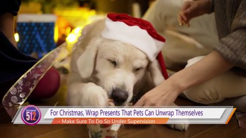 Holiday Tips & Recipes For Pet Parents With Nulo