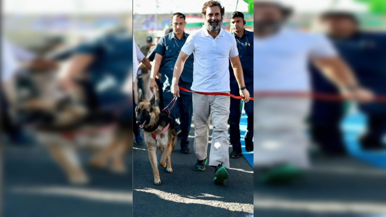 Rahul Gandhi insists on walking 24 km daily: Kamal Nath; know how walking trims waistline, improves health